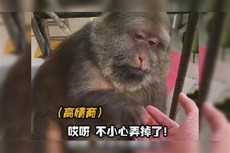 现在吗喽都进化到这一步了吗，果然惹谁都不能惹猴子 搞笑 猴子成精 迷惑行为 动物成精 吗喽