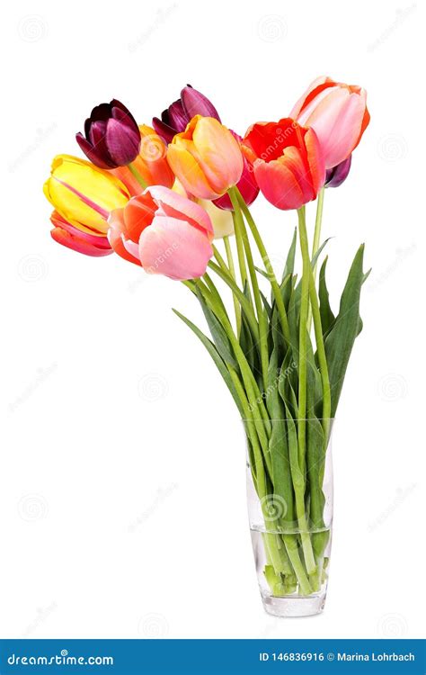 Colorful Tulips In The Glass Vase Isolated Stock Photo Image Of