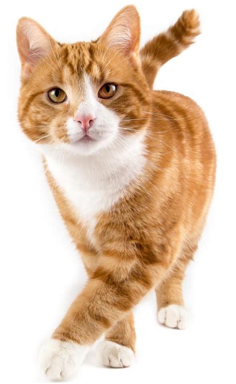 What Are Orange And White Cats Called