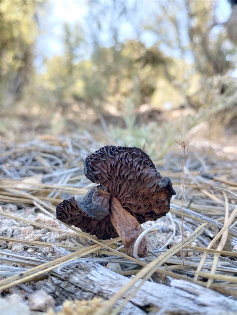 Common Gilled Mushrooms And Allies From B C M Xico On June