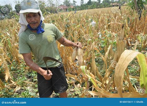 Harvesting Corn Editorial Photo Image Of Prolonged Indonesia 60415611