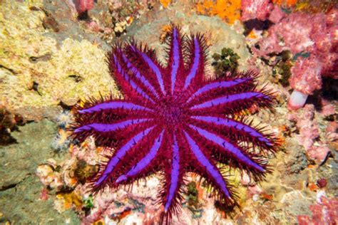 Types Of Saltwater Starfish To Add Sparkle To Your Tank