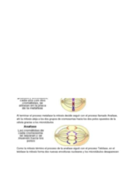 SOLUTION Hab A Una Vez Una C Lula Llamada Mitosis Que Replica Todas