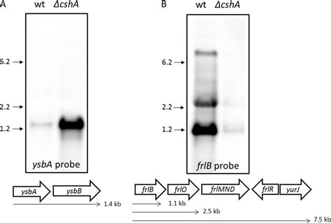 Dead Box Rna Helicases In Bacillus Subtilis Have Multiple Functions And