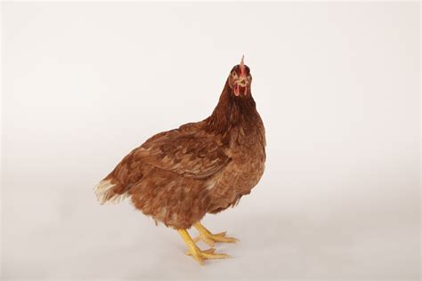 Brown Pullet - Pullets Plus