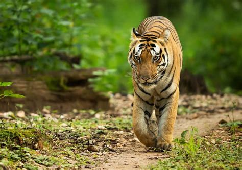 Tiger Facts, Types, Classification, Habitat, Diet, Adaptations