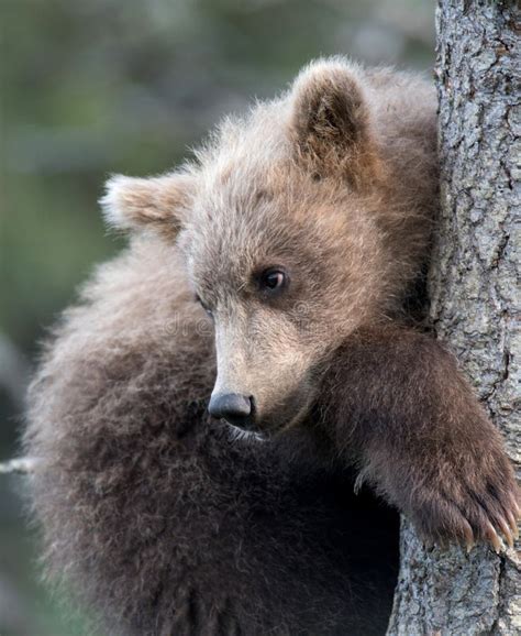 Two Cute Brown Bear Cubs Playing Stock Photo - Image of brooks, arctos ...