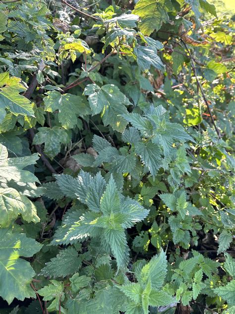 help clearing a bank of nettles and ivy : r/gardening