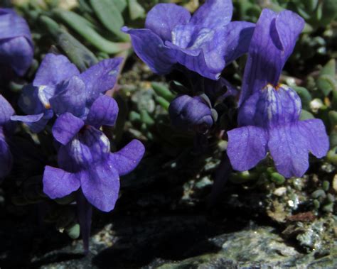 Linaria alpina (Alpine Toadflax) - The Alpine Flora of Zermatt, Switzerland