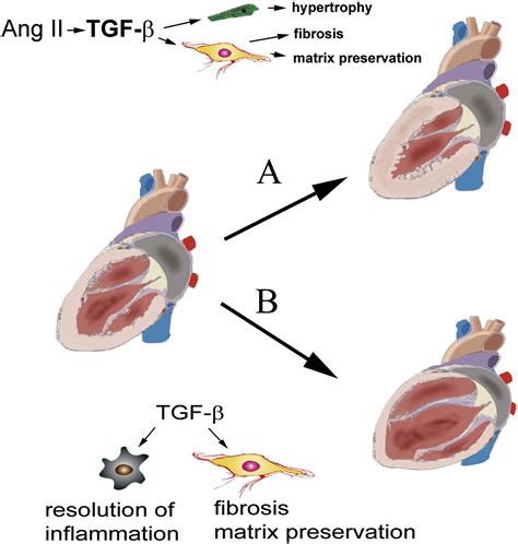 Transforming growth factor TGF β signaling in cardiac remodeling