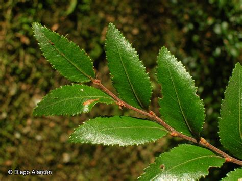 Nothofagus Dombeyi Mirb Oerst Catalogoplantas Udec Cl