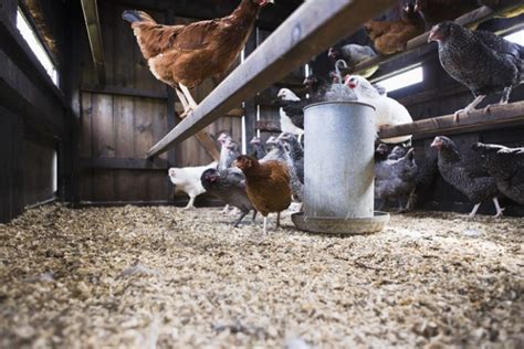 Everything You Need To Know About Chicken Roosting Bars Backyard Poultry