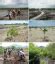 CASE STUDY Community Based Ecological Mangrove Rehabilitation CBEMR