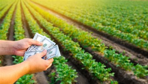 Most Profitable Crops In Texas And Beyond