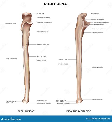 ulna cartoons illustrations vector stock images  pictures