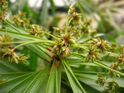 Cyperus Alternifolius