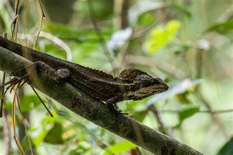 Brown Basilisk Basiliscus Vittatus Adult Male Chan Chic Flickr