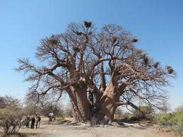 Plants and Wildlife - Kalahari Desert