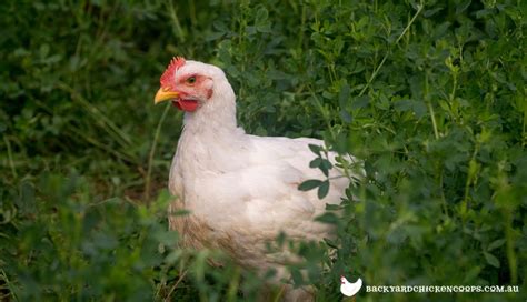 Cornish Chicken Breed Profile