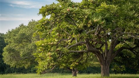 Unveiling the Fig Tree Bible Lesson: Unlocking Faith, Growth, and Readiness