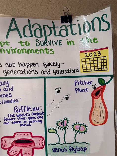 Plant Adaptations Anchor Chart For Elementary Middle And High School