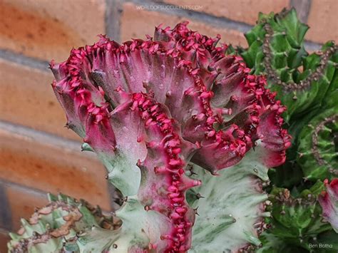 Euphorbia Lactea White Ghost Cristata World Of Succulents