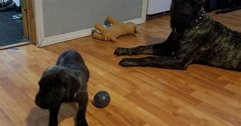 This 5 Week Old Cane Corso Was Surrendered To The Shelter I Work At Because He S Going To Get