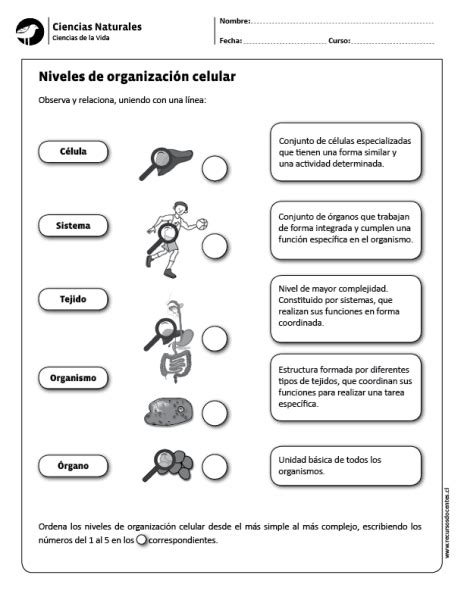 La Celula Y La Organizacion Celular Ficha De Actividad Images