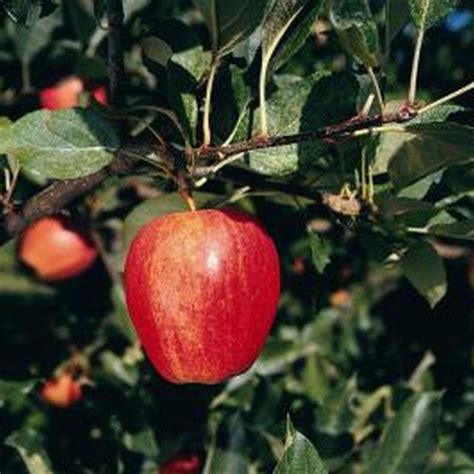 Homemade Dormant Oil Spray For Fruit Trees Hunker Dwarf Fruit Trees