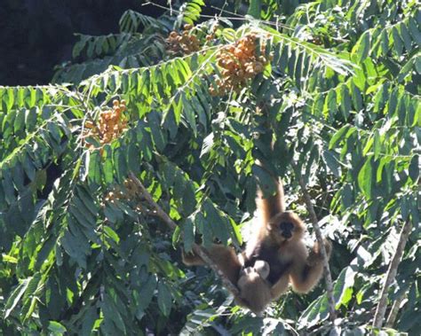 Black Crested Gibbon: Nomascus Concolor - Gibbon Experience