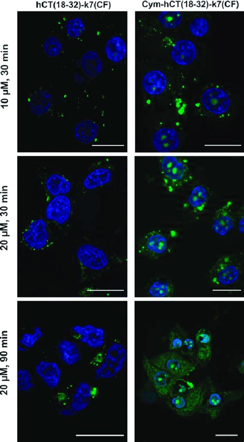 Cellular Uptake Of Cf Labelled Carrier Peptides 3 Left And 5 Right