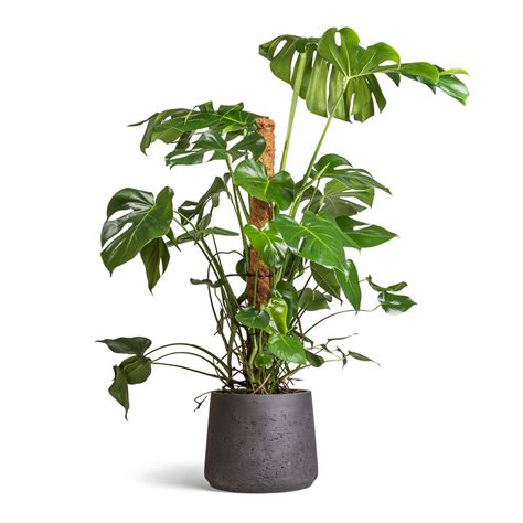 Monstera Deliciosa Swiss Cheese Plant Moss Pole Hortology