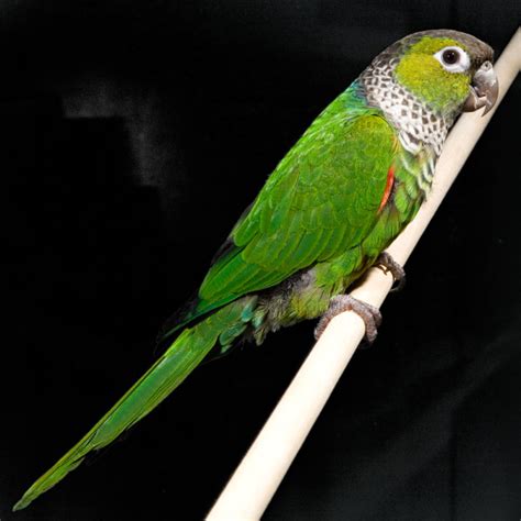 Black-Capped Conure Facts, Pet Care, Behavior, Price, Pictures