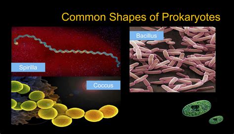 SOLUTION: Cell types and organelles study - Studypool