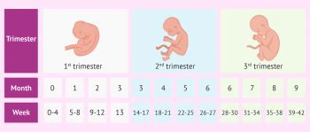 Pregnancy Trimesters