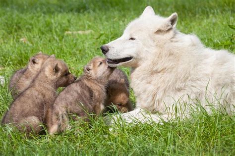 Arctic Wolf Pups Born at Knuthenborg Safaripark - ZooBorns