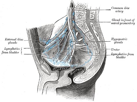 Anatomy Abdomen And Pelvis Bladder Treatment And Management Point