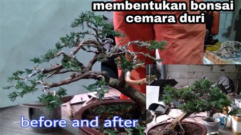 Membentukan Bonsai Cemara Duri Youtube