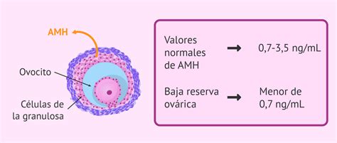 Secreci N De La Hormona Antimulleriana Amh