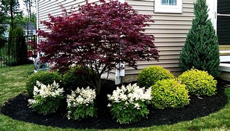 Dwarf japanese maple full sun - molipoints