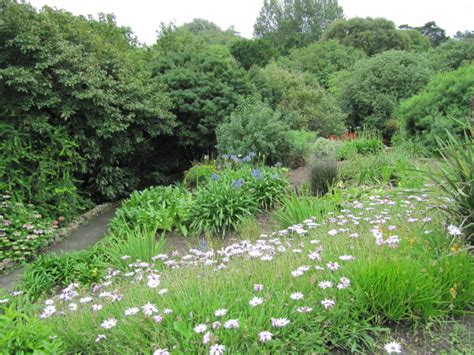 Osteospermum And Agapanthus Ventnor Botanical Gardens On T Flickr