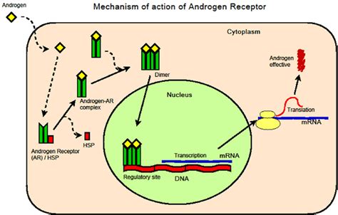 Mechanism Of Action Of Androgen Receptor Download Scientific Diagram