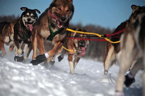 Iditarod Winners Jessie Holmes 2024 Schrikkeljaar - Hynda Cinderella