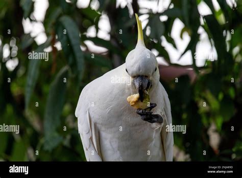 Close Up Of A Yellow Crested Cockatoo Cacatua Sulphurea In Sydney