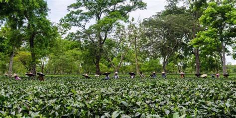 Assam Small Tea Growers Seek Tea Boards Intervention Over Minimum Price For Green Leaves