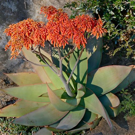 Aloe Striata Coral Aloe Green Things Nursery