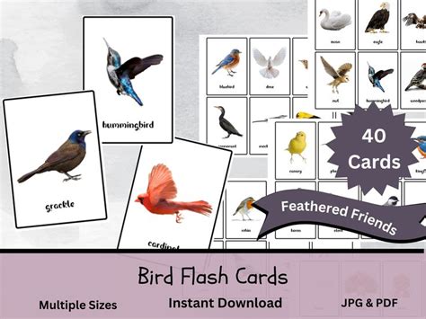 40 Bird Flash Cards, Bird Identification Printable Learning Materials ...