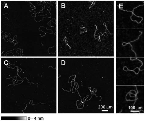 Bis Intercalation Into Linear And Circular Plasmid Dna Naked Circular