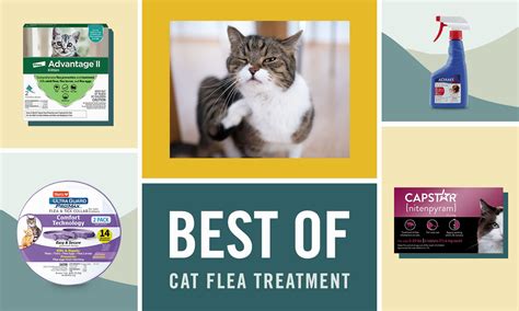 Best Flea Treatments for Cats 2022, According to Cat Owners | BeChewy