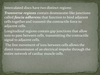 Cardiac muscle tissue and conducting system | PPT